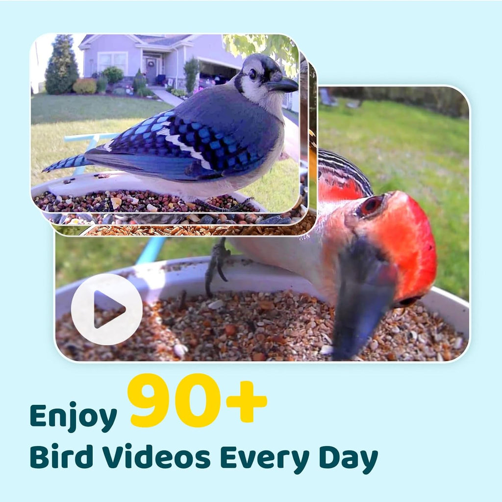 NETVUE Birdfy® Hummee Smart Hummingbird Feeder with Camera, Auto Capture Bird Videos & Birdwatching Up-Close, 2 in 1 Feeders Attract More Hummingbirds, Ideal Present for Bird Lover